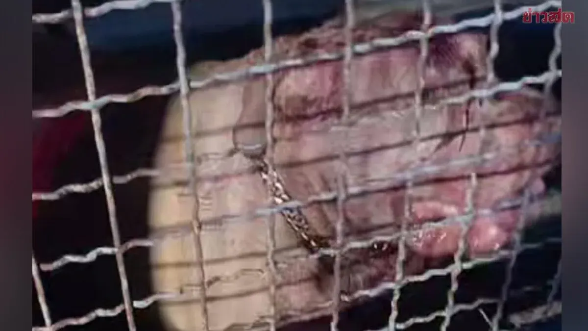 Pit Bull Kills 70-Year-Old Caretaker at Bangkok Home
