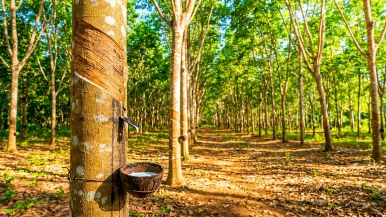 Koh Lanta's rubber plantations: who taps them, at what hour, and the European rule arriving in 2027