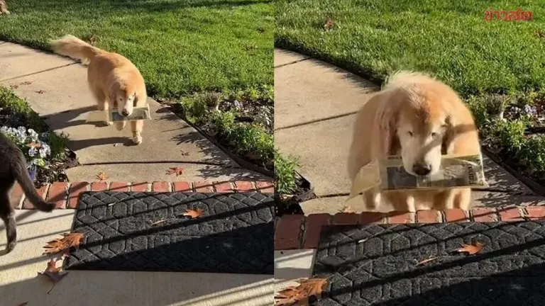 Blind Dog Won't Give Up: Mason Still Brings in the Newspaper Every Morning for His Owner