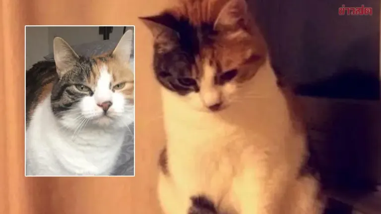 Lost Cat Returns Home After 10 Years on Owner's Birthday