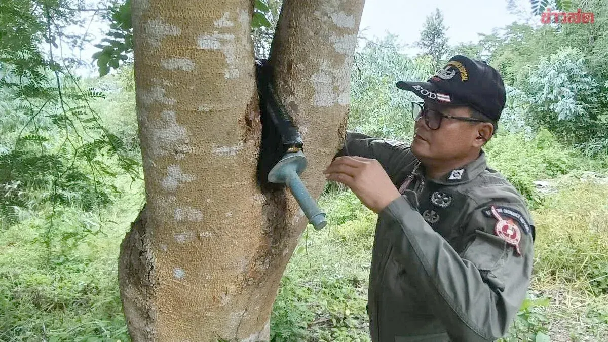 Tank Ammunition Found Wedged in Tree in Buriram Forest