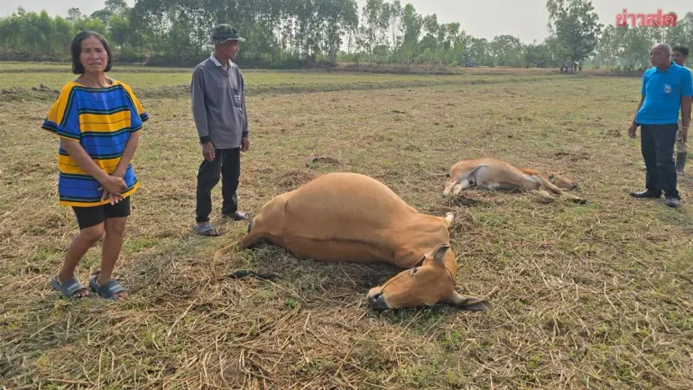 Owner Devastated as Lightning Strike Kills Mother Cow and Calf—Borrowed to Buy Them