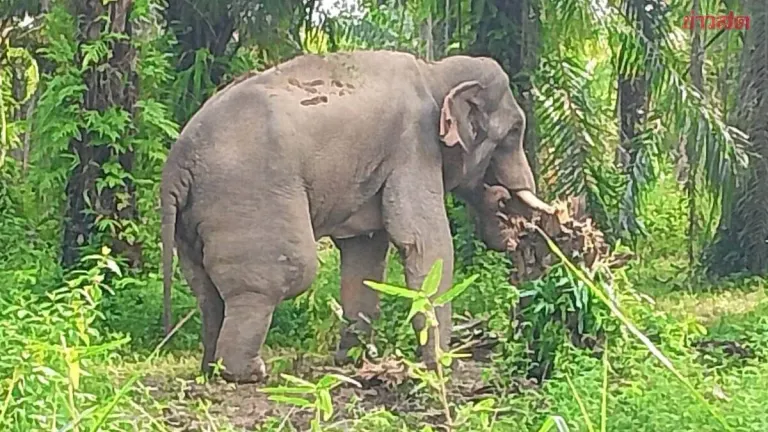 Wild Elephant Dies After Attack by Another Elephant in Chachoengsao