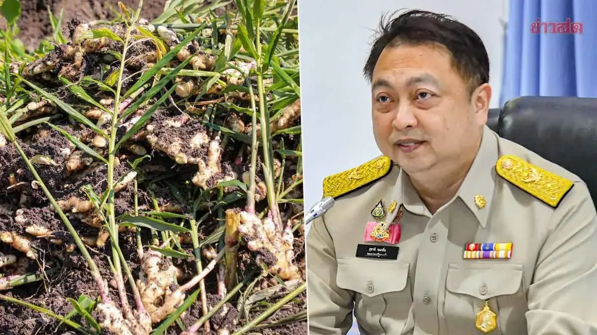 Thai Minister Orders Forestry Dept to Explain Ginger Farm Removal
