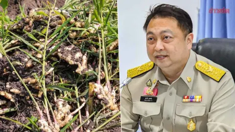 Thai Minister Orders Forestry Dept to Explain Ginger Farm Removal