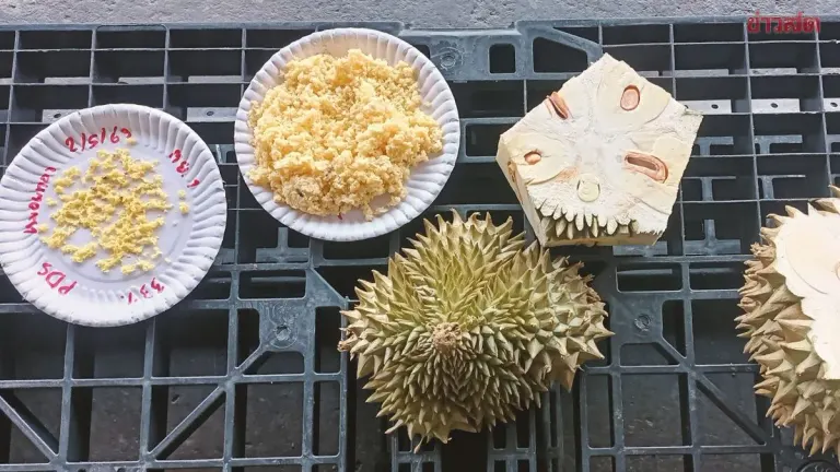 Inspection of Chanthaburi Durian Farm Uncovers 1.5 Tons of Substandard Fruit Destined for Export; Officials Order Disposal and Red Marking