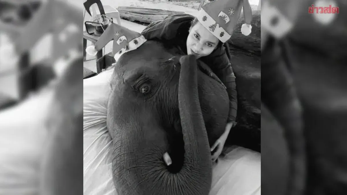 Paralyzed Krabi Elephant Bua Sawan Dies After 8 Years