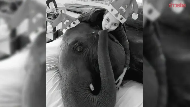 Paralyzed Krabi Elephant Bua Sawan Dies After 8 Years