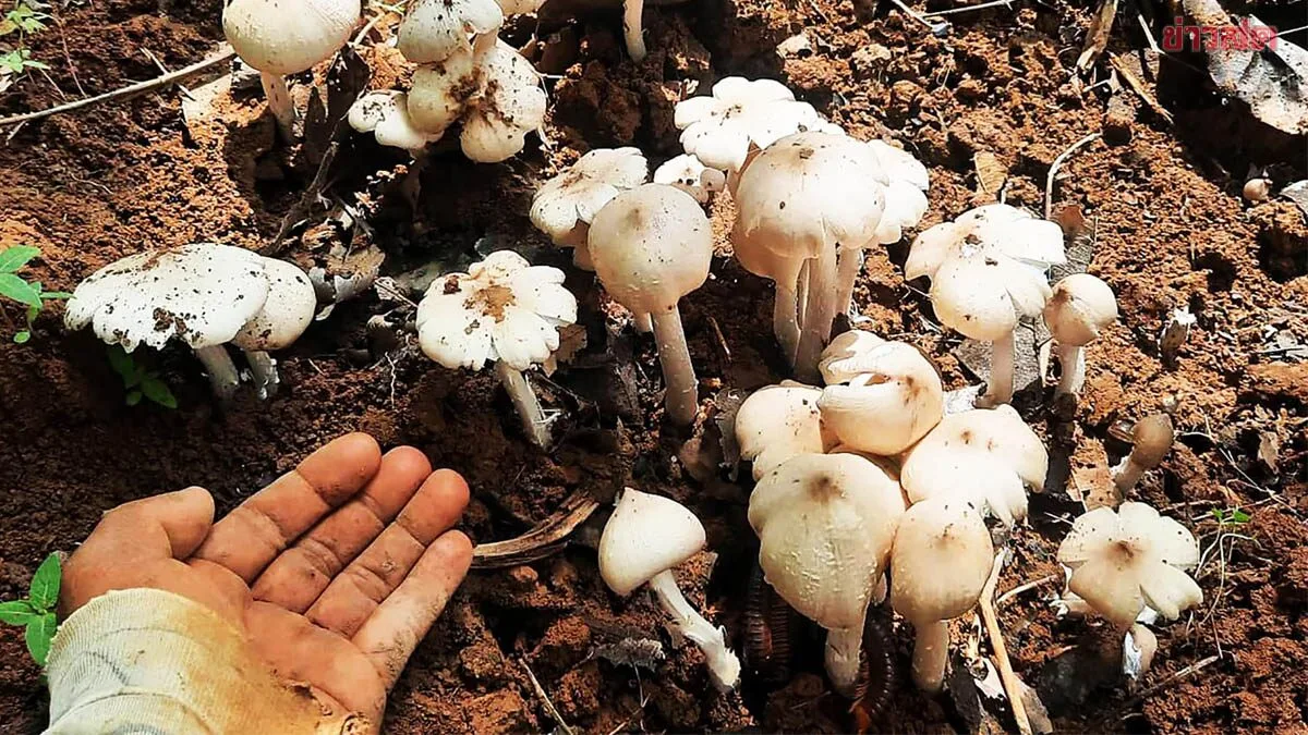Nakhon Ratchasima Residents Harvest and Sell Termite Mushrooms at Prices Higher Than Beef and Pork, Earning Thousands Daily