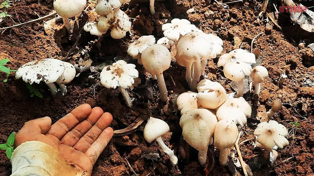 Nakhon Ratchasima Residents Harvest and Sell Termite Mushrooms at Prices Higher Than Beef and Pork, Earning Thousands Daily