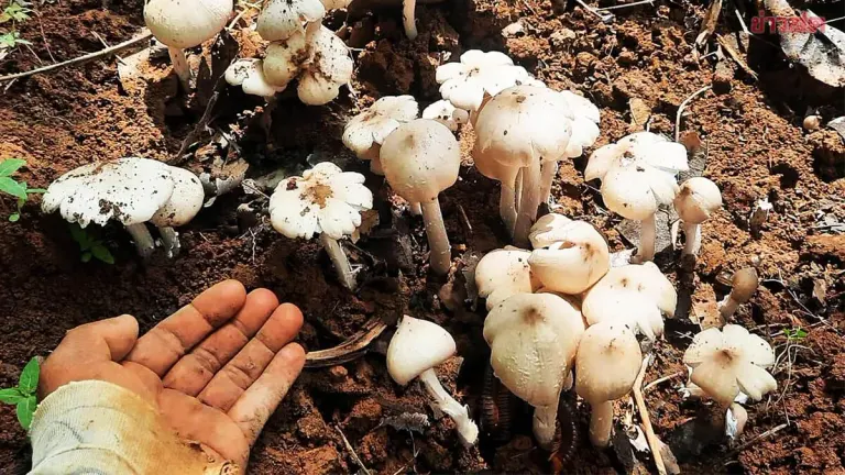 Nakhon Ratchasima Residents Harvest and Sell Termite Mushrooms at Prices Higher Than Beef and Pork, Earning Thousands Daily