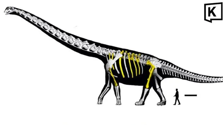 Thailand unveils largest dinosaur species ever found here