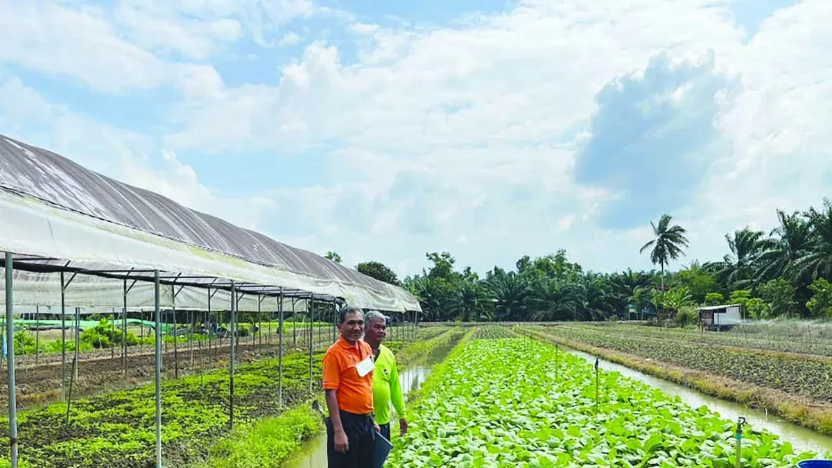 Bang Tha Khram Farmers Revive Livelihoods With Mixed Sustainable Vegetables