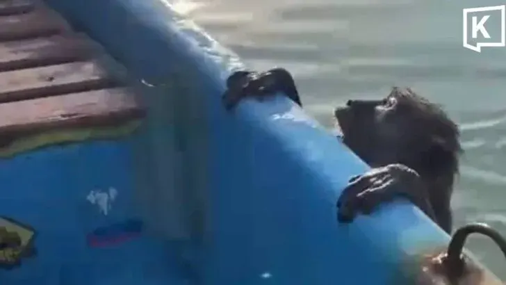 Fisherman Saves Exhausted Monkey Found Swimming at Sea
