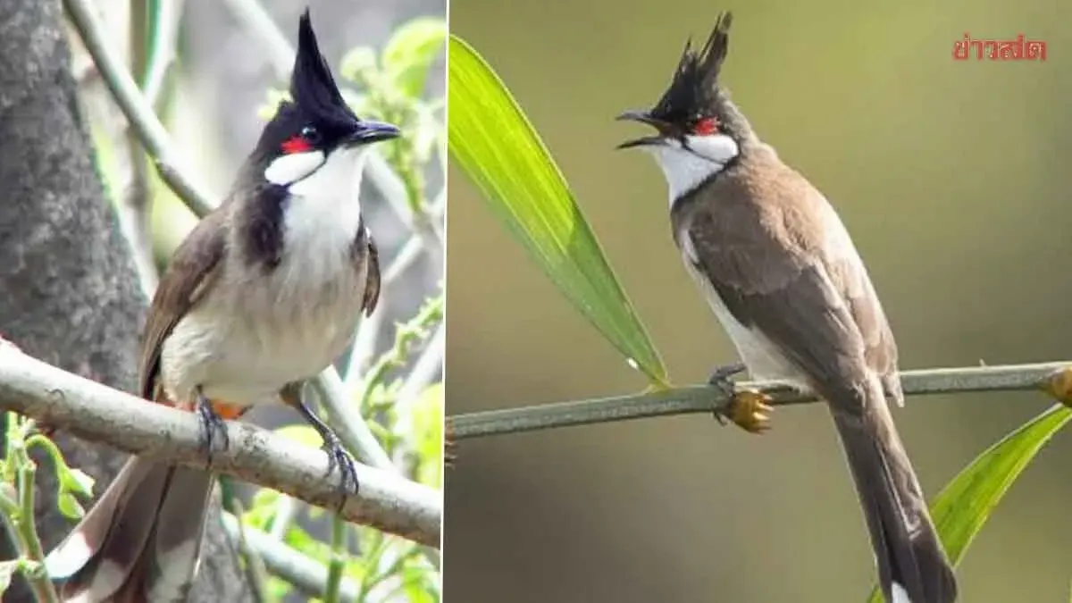 Cabinet Removes Singing Bird Species from Protected Wildlife List