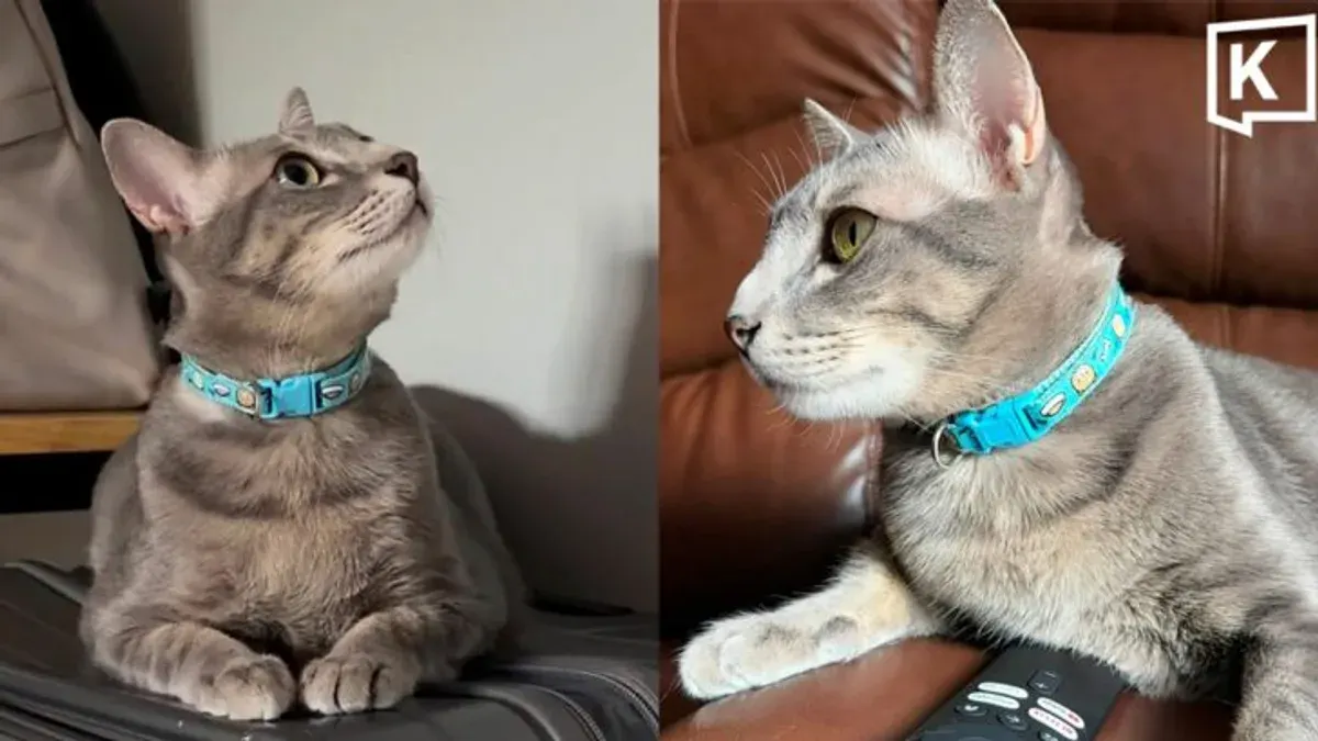 Cat Owner Offers 50,000 Baht Reward for Missing Pet in Chiang Mai