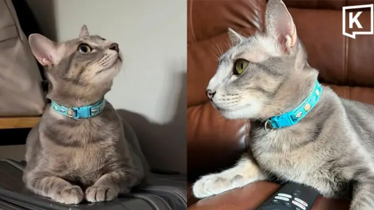 Cat Owner Offers 50,000 Baht Reward for Missing Pet in Chiang Mai