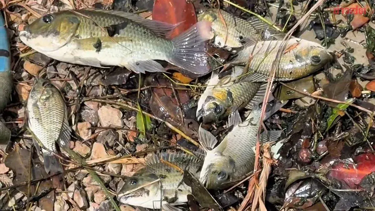 Samut Songkhram Farmers Hopeful After Court Orders Action on Invasive Fish Crisis