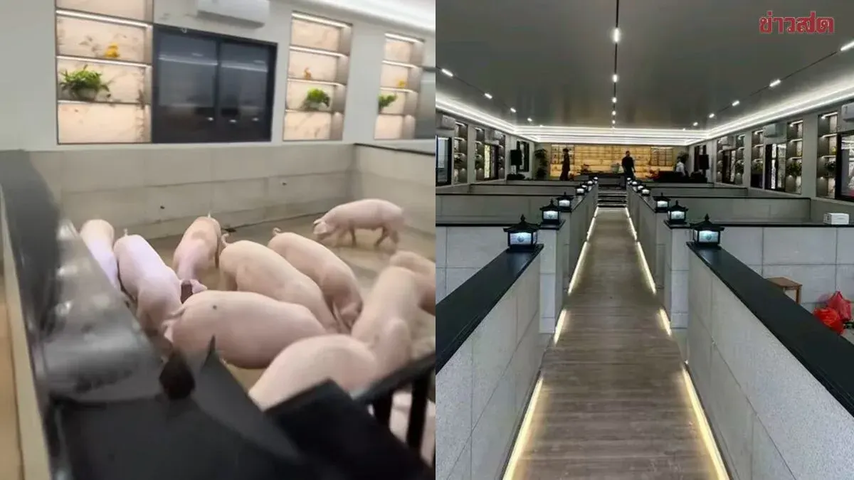 5-Star Pig Farm with Air Conditioning and Swimming Pool Goes Viral with Nighttime Light Shows and Party Vibes