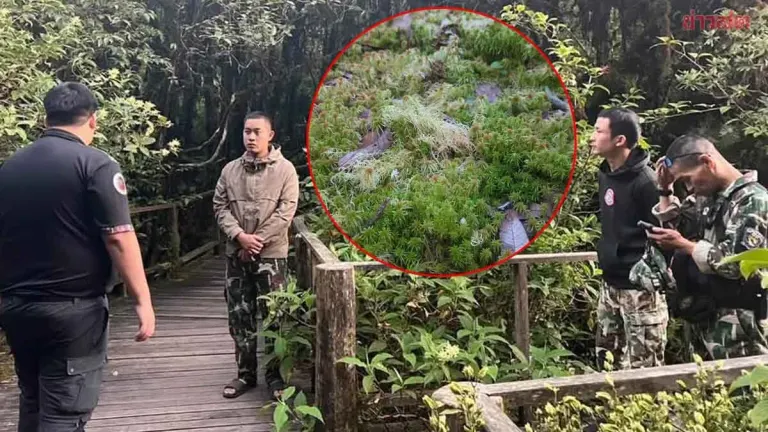 National Park Charges 10 Tourists for Trampling Rare Alpine Plants