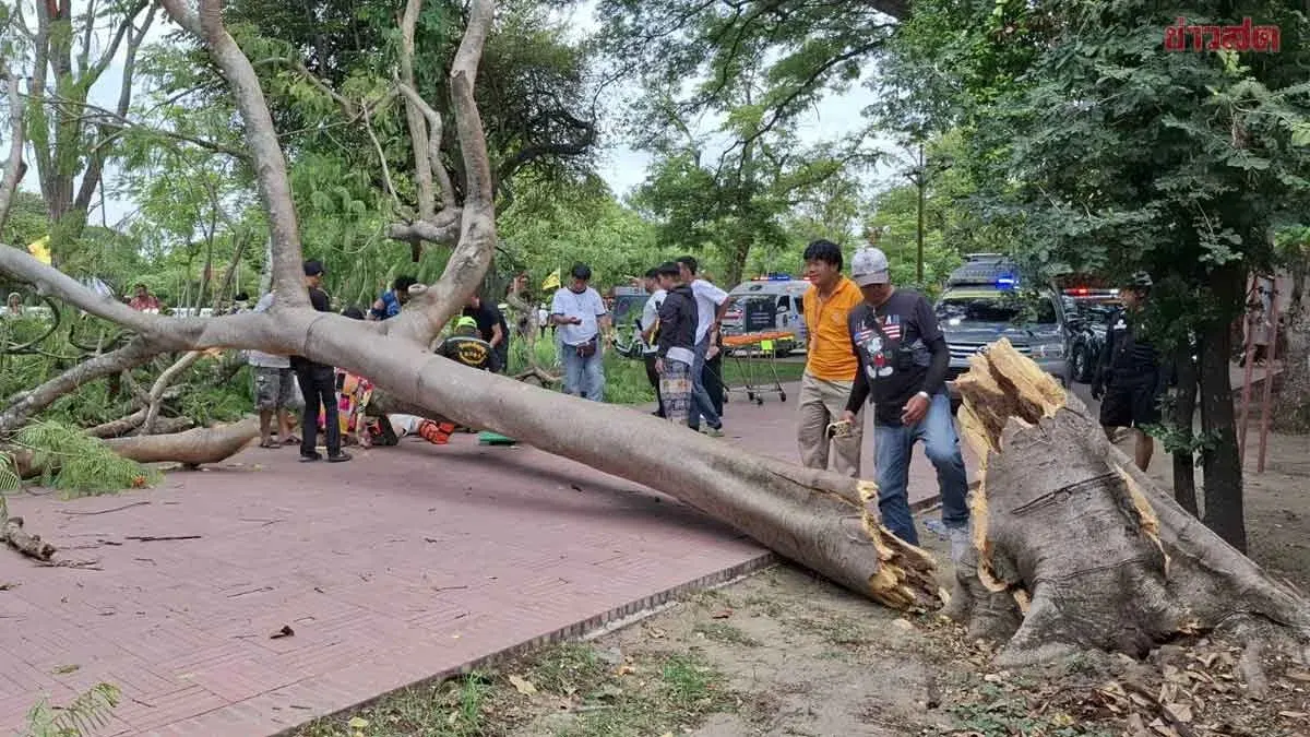 Four Foreign Tourists Injured When Large Tree Falls at Ayutthaya Temple