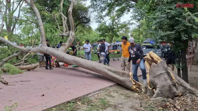 Four Foreign Tourists Injured When Large Tree Falls at Ayutthaya Temple