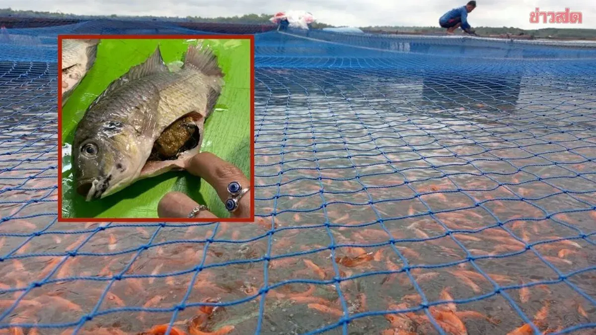 Invasive Black-Chin Fish Found in Lam Pao Dam