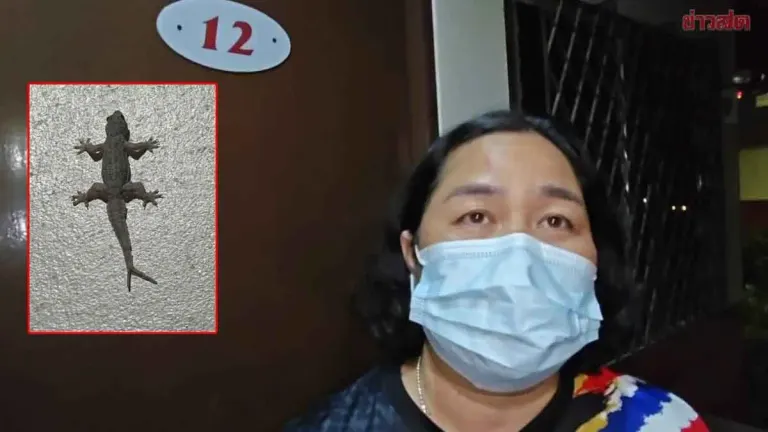 Two-Tailed Lizard Spotted in Resort Room Sparks Lottery Fever