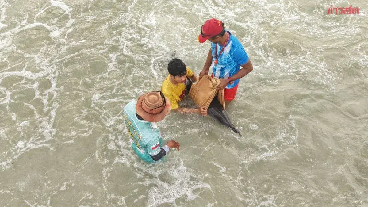 Lifeguards Rescue Stranded Dolphin at Patong Beach