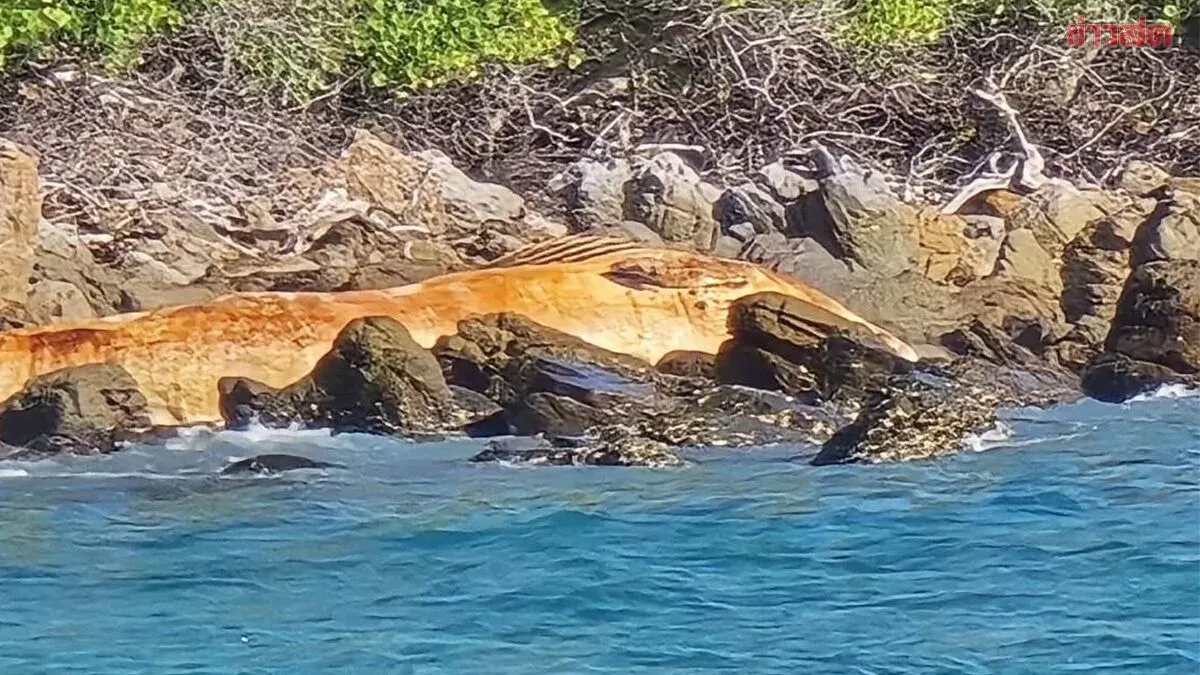 Large Bryde's Whale Carcass Found Near Samet Island