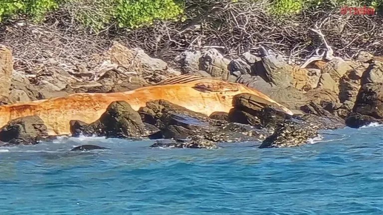 Large Bryde's Whale Carcass Found Near Samet Island