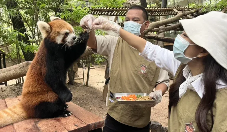 Khao Kheow Open Zoo Invites Visitors to Experience Exclusive Zoo Keeper Insight Program Caring for Red Pandas