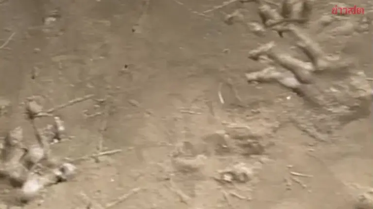 Residents Alarmed After Discovering Crocodile-Like Footprints on Island in Mae Klong River