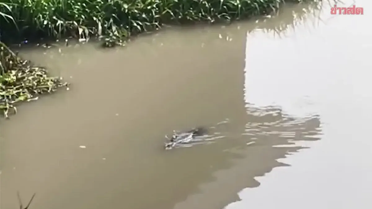 Residents in Two Provinces Fear Mysterious Crocodile Spotted in Canal, Urge Swift Capture