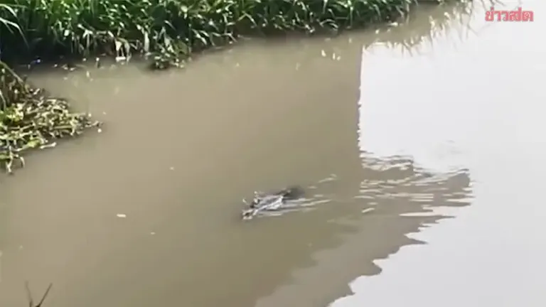 Residents in Two Provinces Fear Mysterious Crocodile Spotted in Canal, Urge Swift Capture