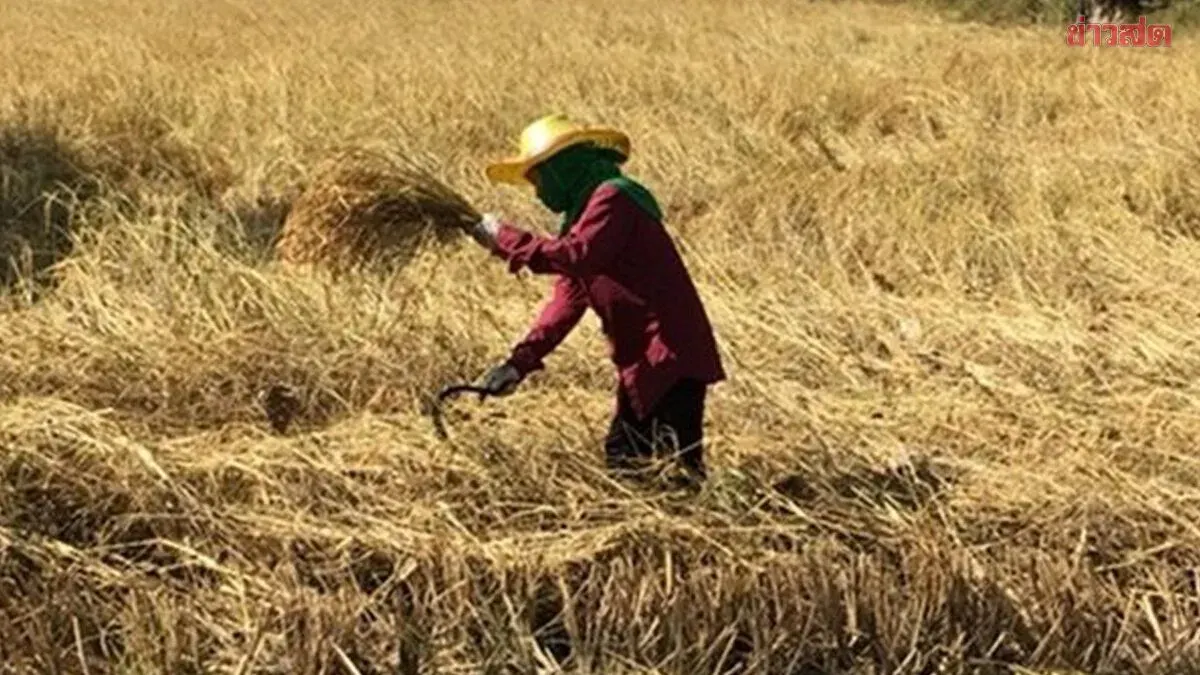 Farmers Struggle as Rice Prices Plummet to 4.50 Baht per Kilogram, Forced to Sell Land to Pay Fertilizer and Chemical Debts
