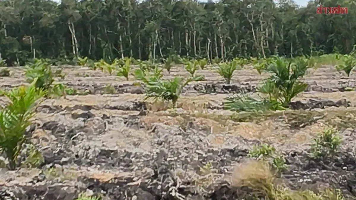 Environment Ministry Orders Crackdown on Illegal Palm Oil Plantations in Protected Forest