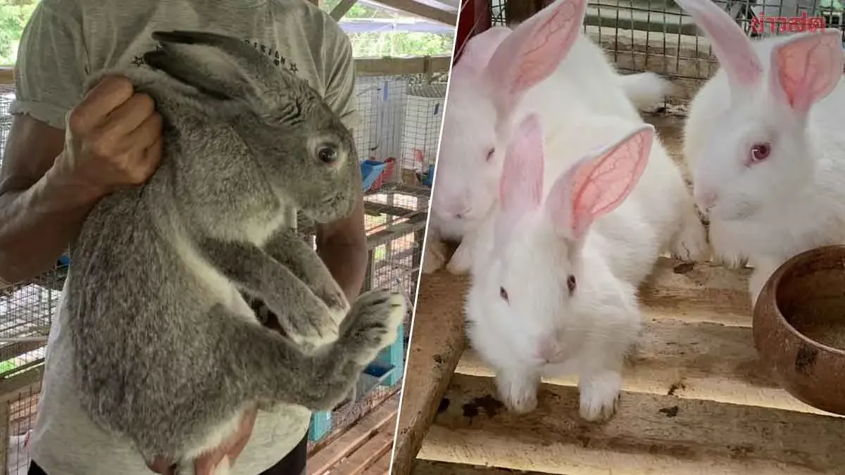 Rabbit Farming Thrives as Trang Breeder Supplies Southern Thailand