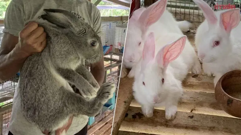 Rabbit Farming Thrives as Trang Breeder Supplies Southern Thailand