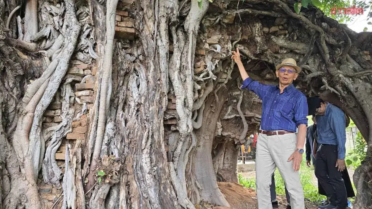 Ancient City Wall of Nakhon Ratchasima Discovered Embraced by Bodhi Tree