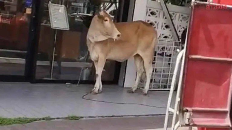 Heartbreaking: Frightened Cow Escapes Slaughterhouse in Tears, Compassionate Woman Saves Its Life