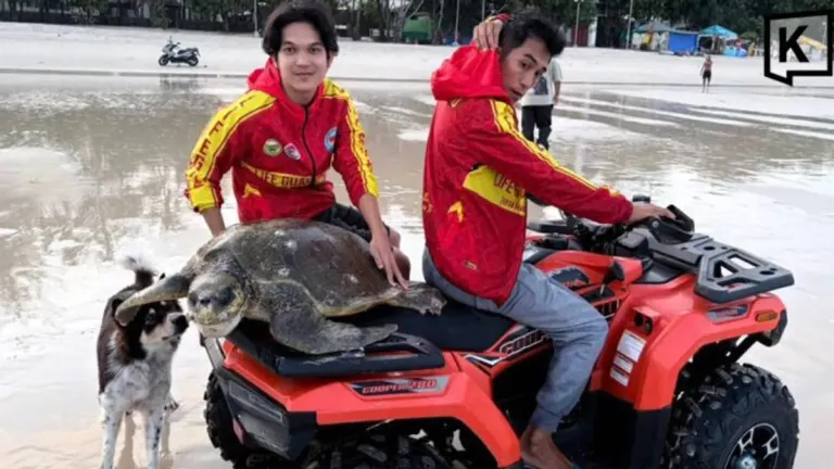 50kg Sea Turtle Rescued from Patong Beach