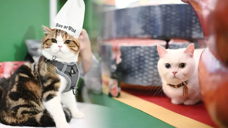 Small Friends – Cat Lovers Unite to Awaken the Tiger Within