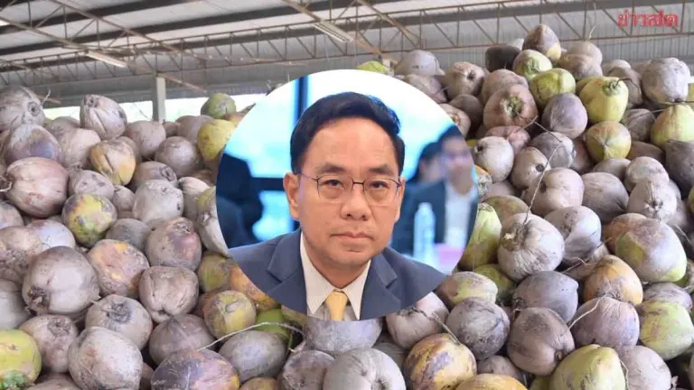 Thailand Allocates 40 Million Baht to Stabilize Coconut Prices