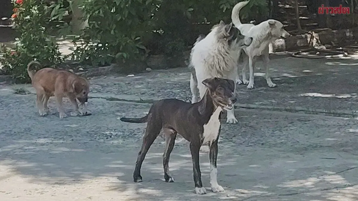 Three Nakhon Ratchasima Districts Warned of Rabies Outbreak After Stray Dogs Test Positive