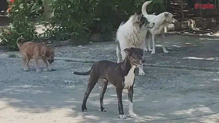 Three Nakhon Ratchasima Districts Warned of Rabies Outbreak After Stray Dogs Test Positive