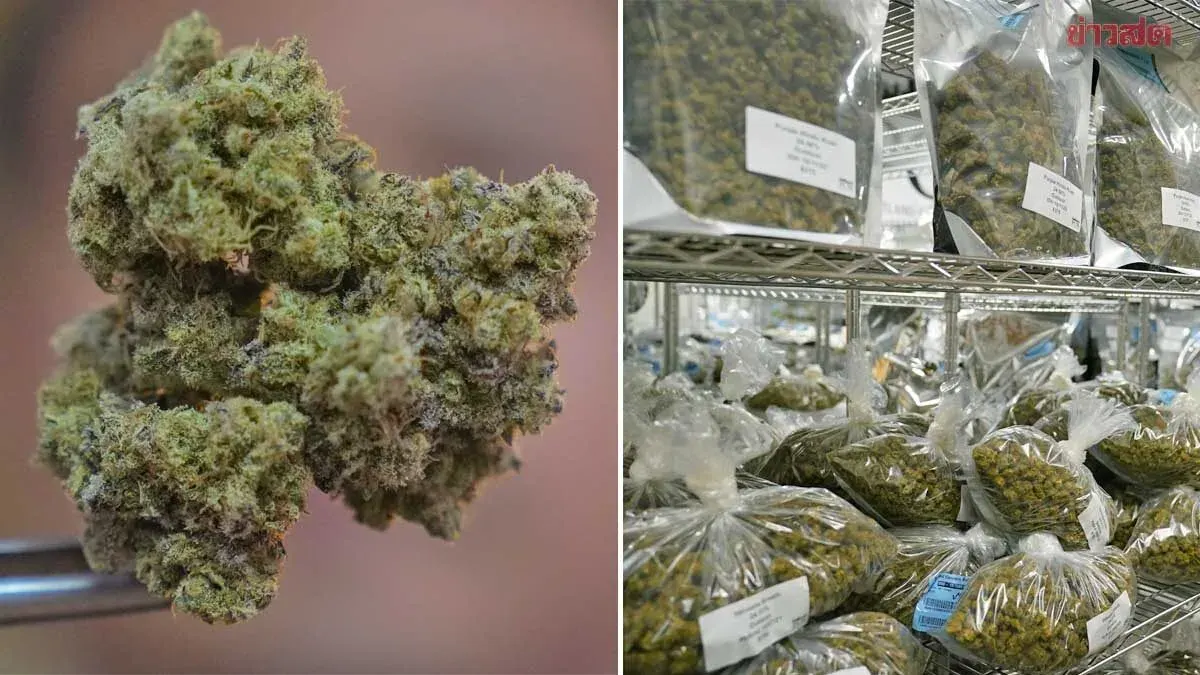 Indonesia Seizes 3 Tons of Thai Cannabis for E-Cigarettes