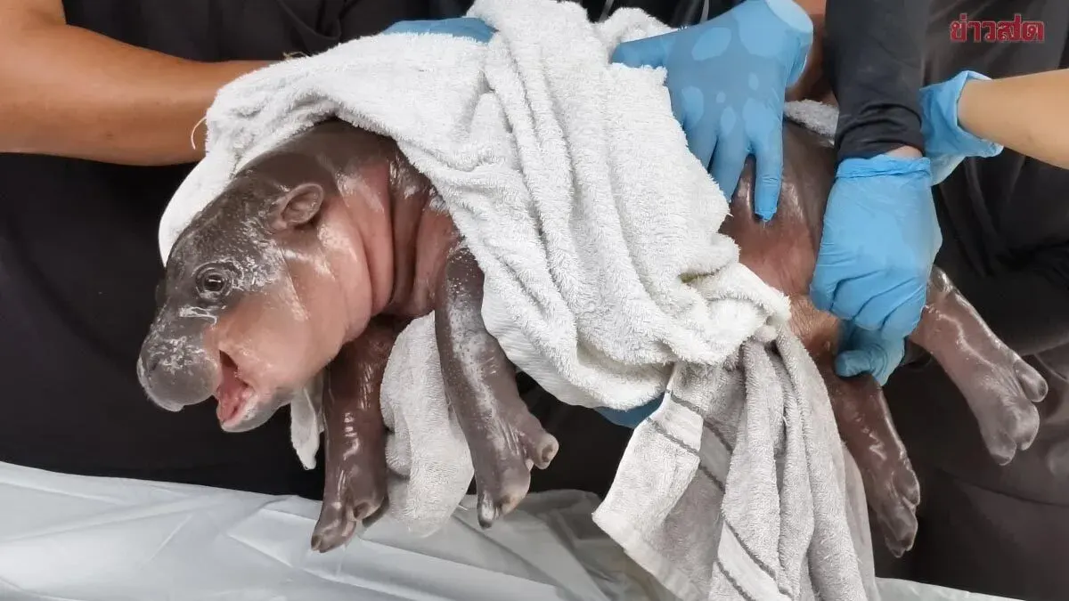 What Should We Name Her? Khon Kaen Zoo Opens Voting to Name Baby Pygmy Hippo, Granddaughter of Moo Deng