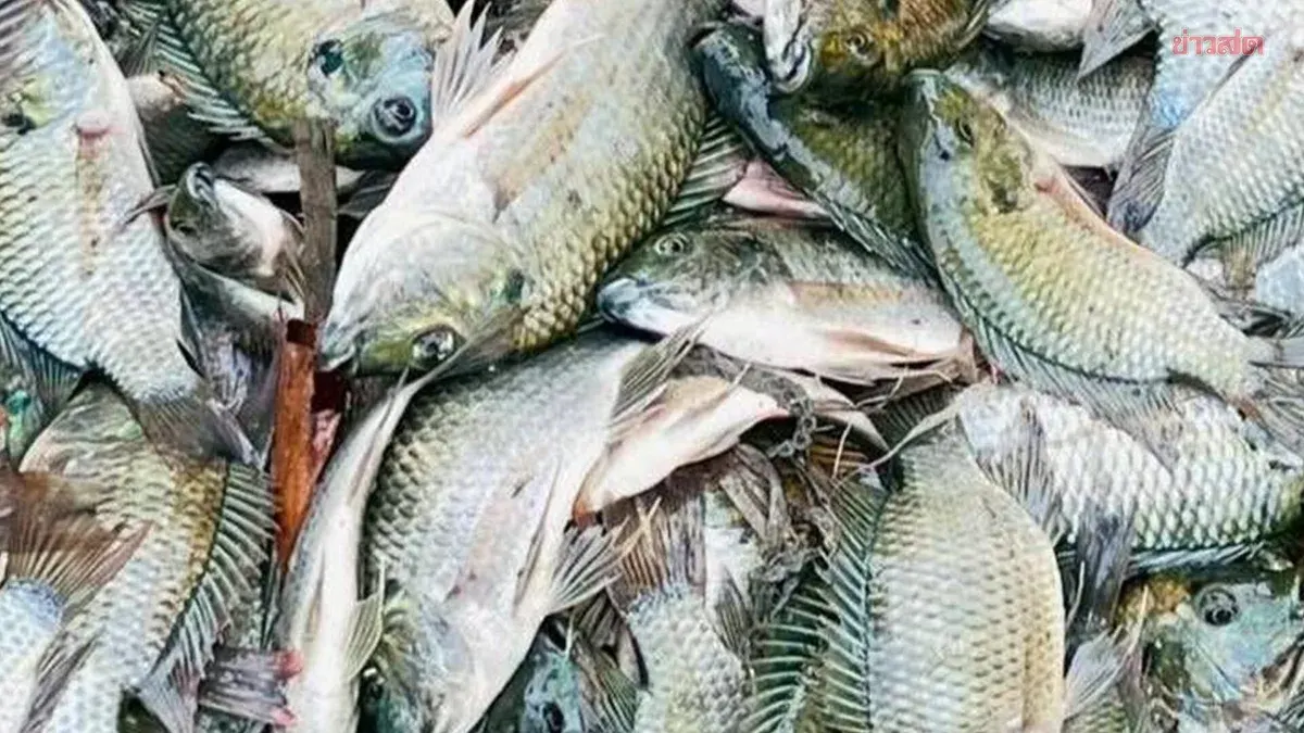222 Misfiled Tilapia Export Records Raise Questions About Fish Origin
