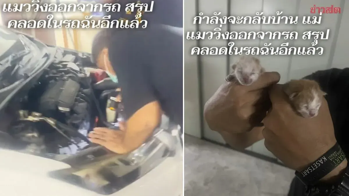 Woman Heading Home When Mother Cat Suddenly Bolts From Car—Security Guards Help Search and Discover 2 Newborn Kittens Born Inside